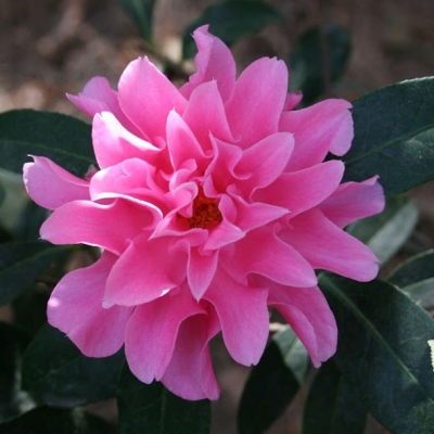 Pink Dahlia